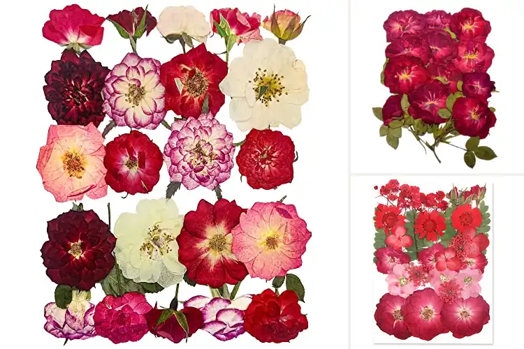 Detailed view of Best Dried Pressed Roses For DIY Crafts