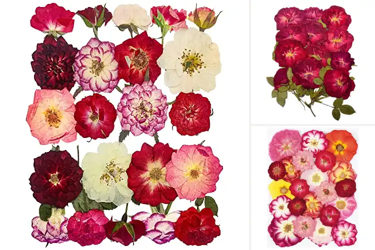 Detailed view of Best Dried Pressed Roses For Resin Molds