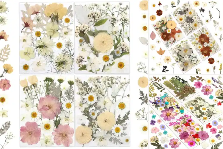 Detailed view of Best Pressed Flowers For Scrapbook Supplies