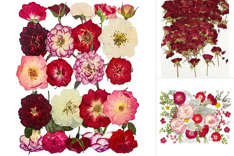 Detailed view of Best Real Natural Rose Flowers For Resin Jewelry